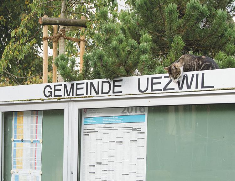 Dorf Katze