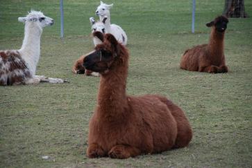 Lamas vom Hof