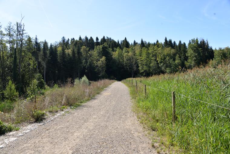 Wald