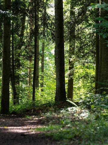 Die ruhige Idylle kann trügen: Das Forstrevier Kloten weist auf die derzeit erhöhte Gefahr von Astbrüchen hin. Bild: Stadt Kloten (Jean-Luc Grossmann)