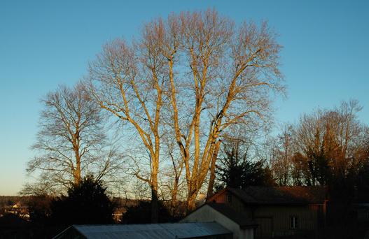 Platanus x hispanica

- Vermutlich Kreuzung P. occidentalis x P. orientalis
- blüht Mai – Juni und wird bis 35 m hoch
- Besonderes: Allergien. Entstanden um 1650 in S-Europa. Nur in Kultur bekannt. Die beiden vorderen, vermutlich 200 jährigen Platanen gehören nebst den 300 jährigen Eiben, zu den ältesten Bäumen im Park.
