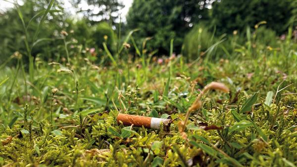 Zigarettenstummel in Natur.