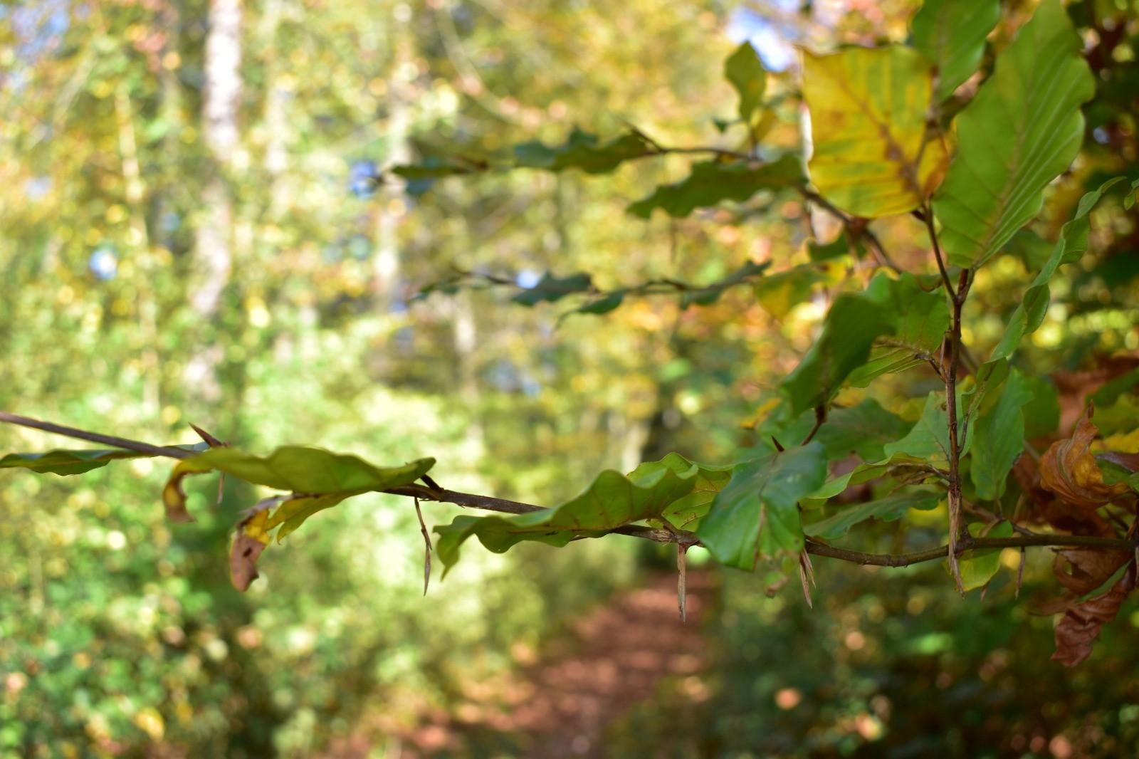 Blätter im Wald