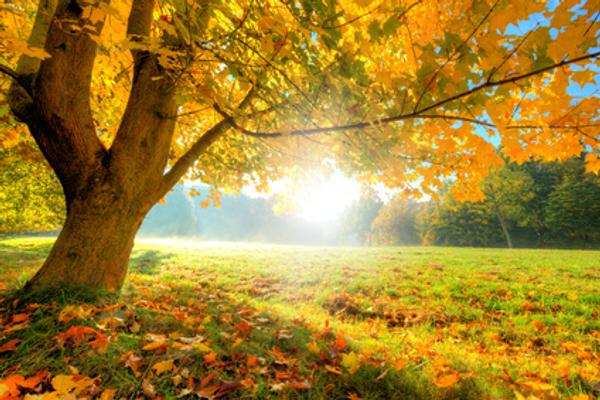 Bild Herbst 