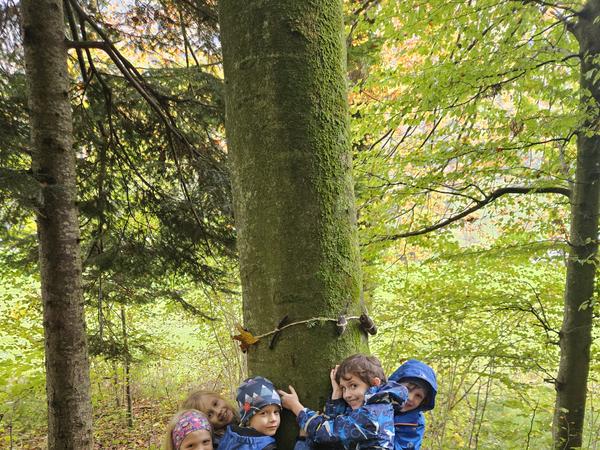Lieblingsbaum