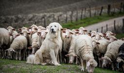 Herdenschutzhund