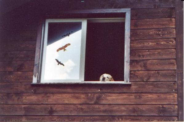Jetzt ist es vorbei mit der Ruhe im sonst so ruhigen Tal, dachte sich wohl der Hund.
