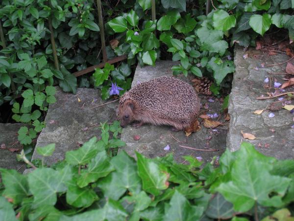 Igel auf einer Treppe