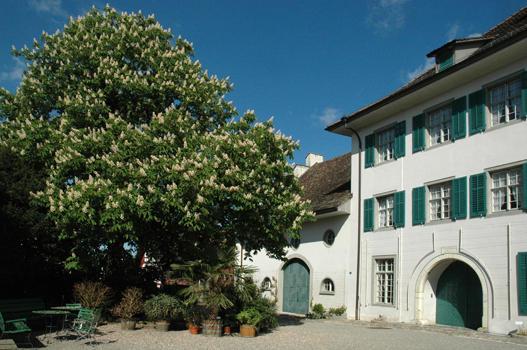 Aesculus hippocastanum

- Heimat: SO-Europa, W- u. M-Europa eingebürgert
- blüht im Mai und wird 20 – 25 m hoch.
- Besonderes: Samen leicht giftig. Seit 1576 in Kultur.
- gute Bienenweide. Samen ehemals für Schweinemast.
- wichtiger Alleebaum seit Beginn des 18. Jahrhunderts.
