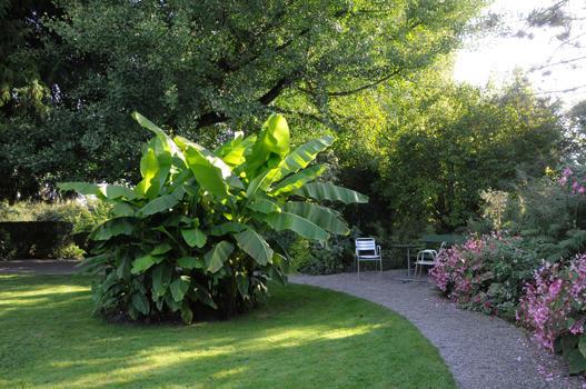 Alte Fotos und Notizen des langjährigen Schlossgärtners Konrad Herter belegen, dass in früheren Jahren Bananenstauden, vorwiegend Zierbananen (Ensete ventricosum) den Sommer über auf dem Rondell ausgepflanzt waren und mit ihrem imposanten Blattwerk dem Park eine besondere exotische Note verliehen.
In Anlehnung an diese Tradition pflanzte ich am 12. Mai 1993 eine ganz besondere Banane aufs Rondell, eine japanische Faserbanane (Musa basjoo). Diese Art stellt eine Ausnahmeerscheinung unter den Bananen dar, da sie mit gutem Winterschutz  als einzige bei uns im Freien ausgepflanzt überwintern kann.

