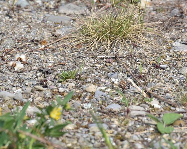 Trockenstandort: Kiesel und Steine