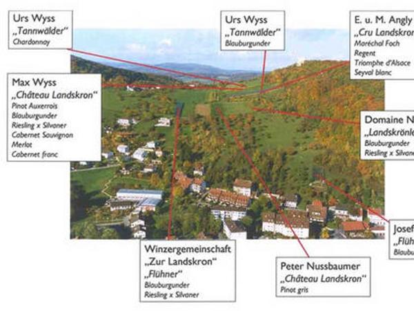 Anbaugebiet Reben in Flüh