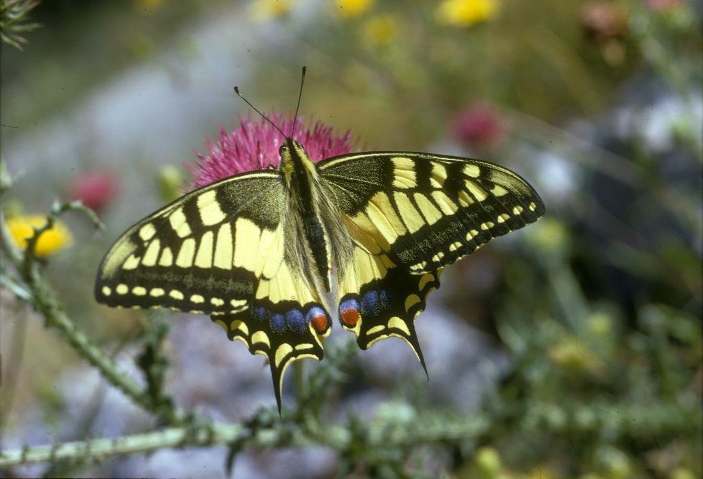 Natur-Kur Gartenberatungen