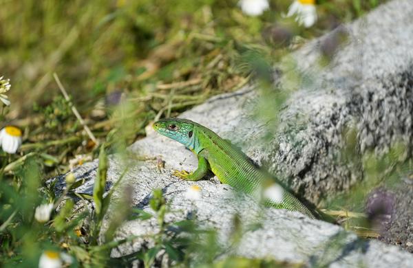 Eidechsen und andere Kleintiere freuen sich auf sonnige, warme Plätze im Naturgaraten
