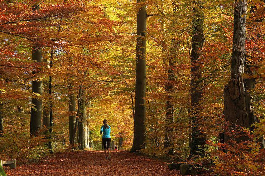 Im Herbst ist der Wanderweg von Greifensee nach Niederuster besonders farbig.