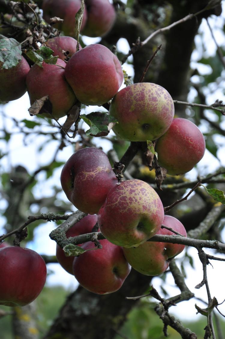 Äpfel