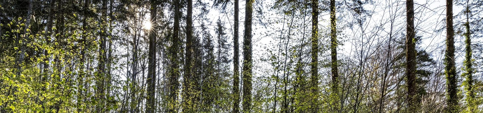 Rubrikbild