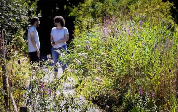Eine naturnahe Wiese, die Lebensraum für viele Tiere bietet.
