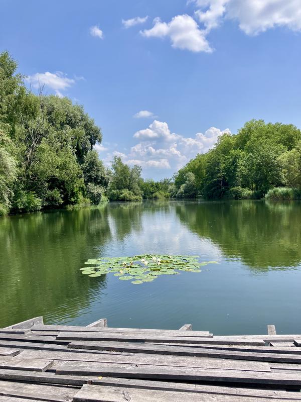 Zellwegerweiher in Uster