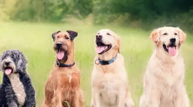 Hunde