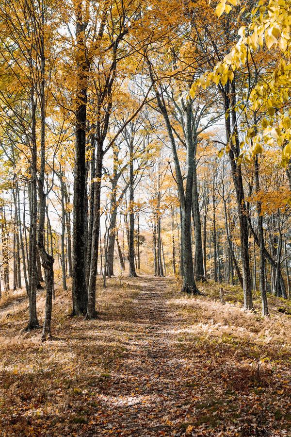 Der Wald bietet viele Schätze. Bild: Andrew Neel