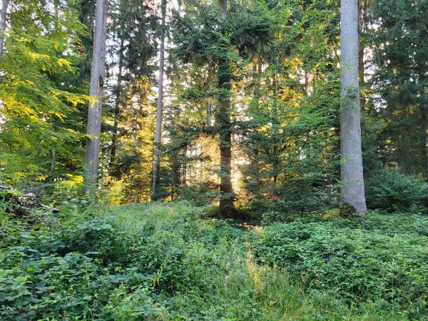 Zum Tag des Waldes am 21. März: Vielfalt ist der Schlüssel für den Wald der Zukunft.