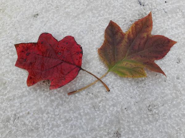 Seniorennachmittag 13.11.2024