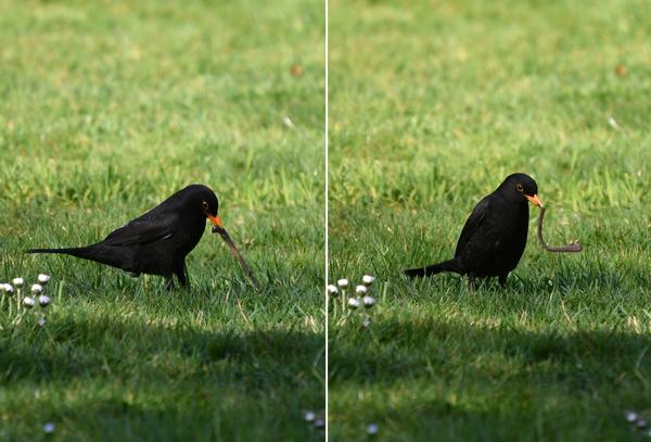 Amsel mit Regenwurm