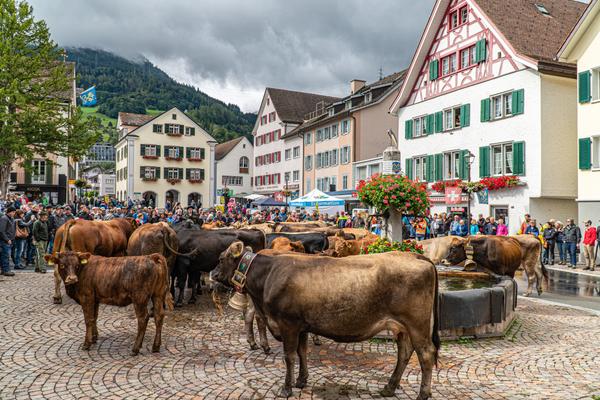 Alpabfahrten