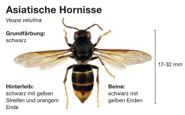 Asiatische Hornisse erkennen - was können Sie tun?