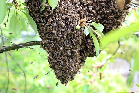 Bienenschwarm