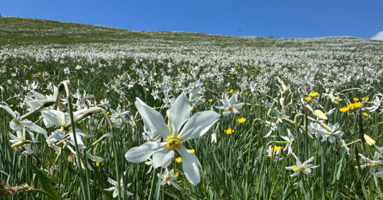 narcisses