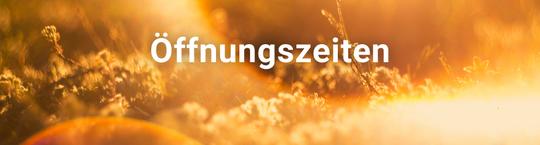 Sonnenblume