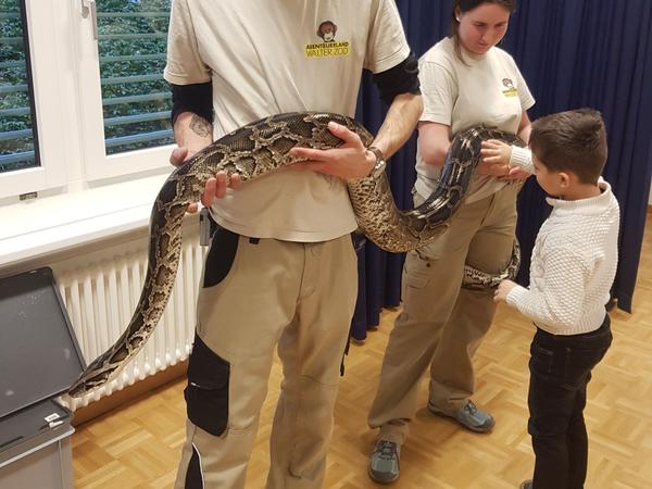3 Meter Tigerpython