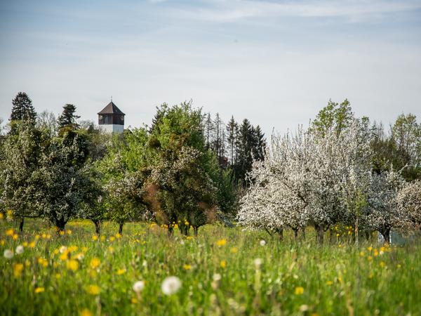 Frühlingswiese mit Blust an den Bäumen. Im Hintergrund ist die katholische Kirche zu sehen.