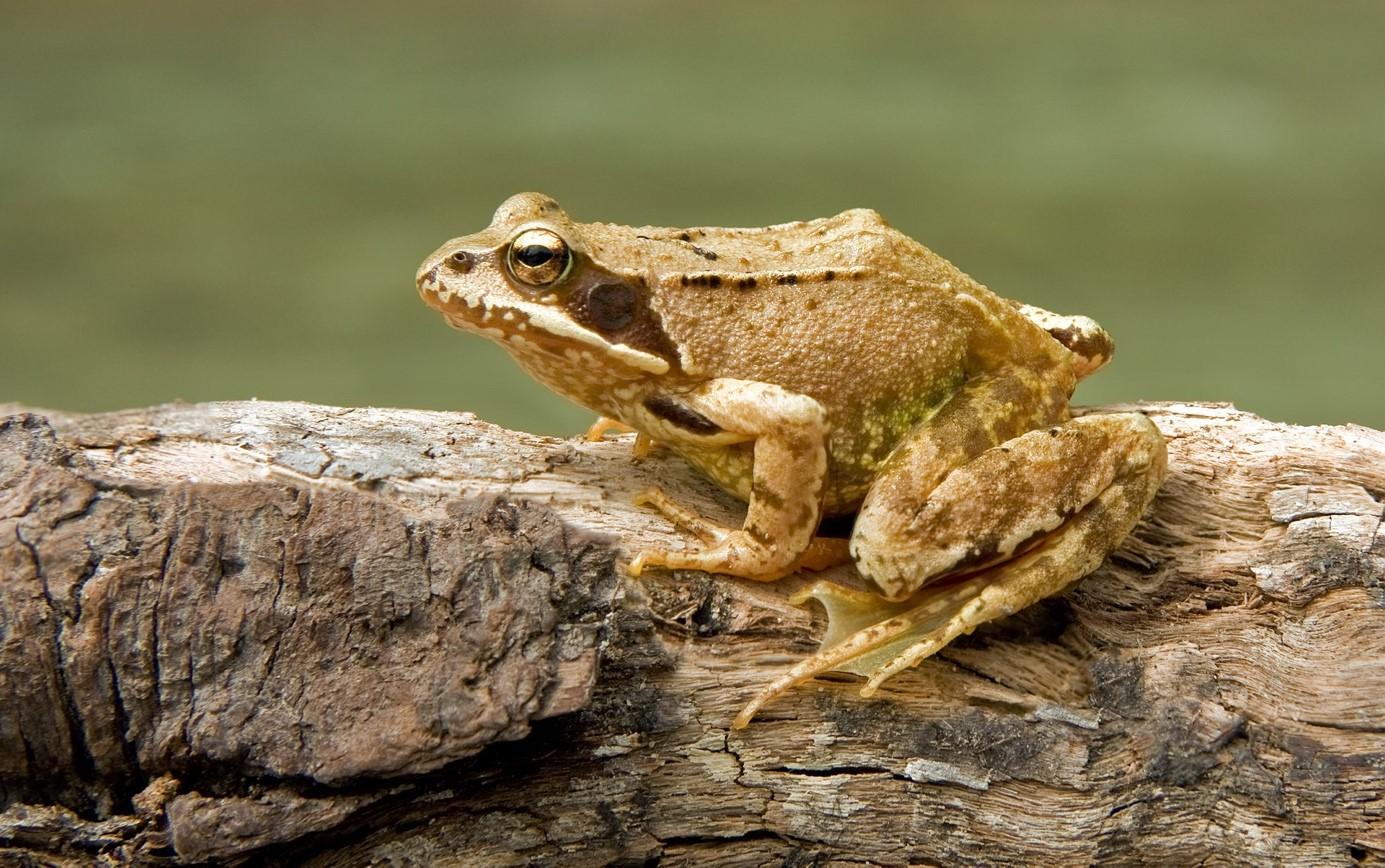 Grasfrosch