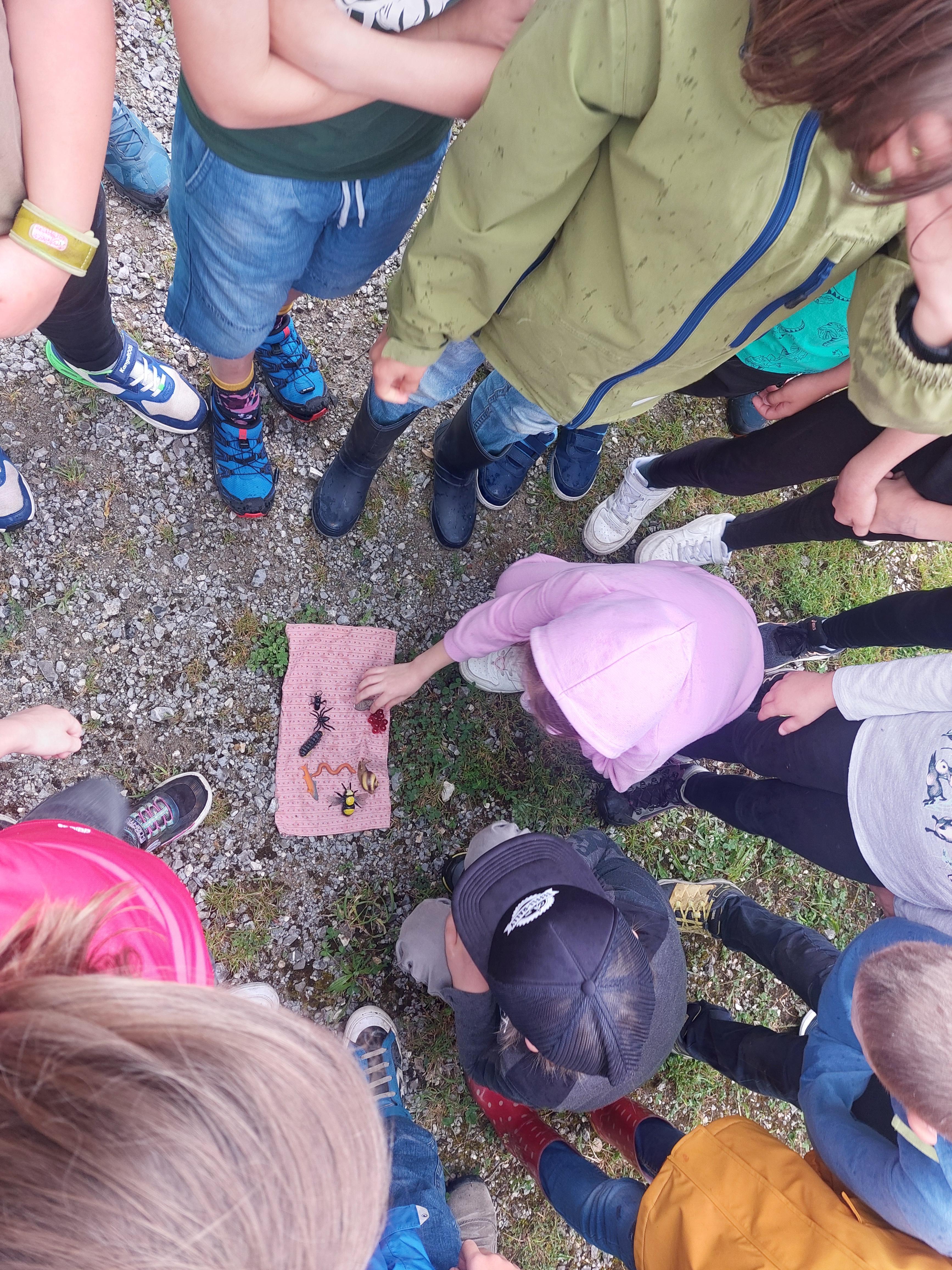 Was fressen die Vögel?