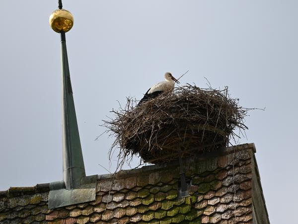 Storch