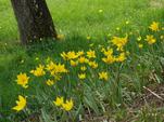 Weinberg Tulpen
