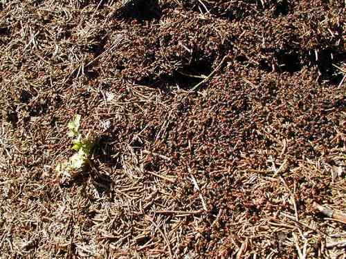 Frühlingserwachen der Waldameisen am Kirchweg
März 2003