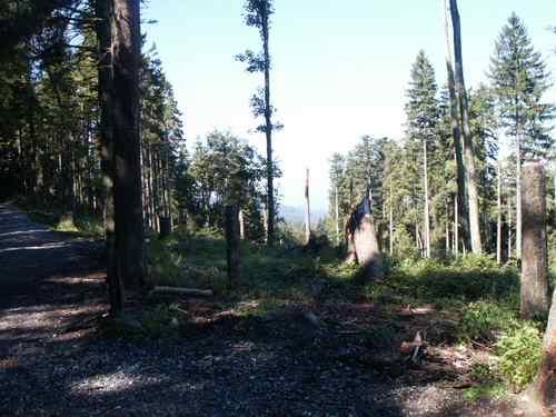 Wald