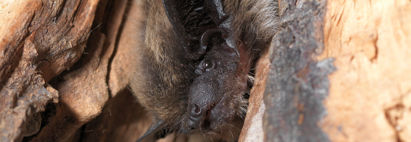 Alpenfledermaus. Quelle: Stiftung Fledermausschutz
