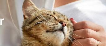 Bild einer Katze