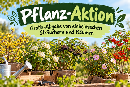 Bild mit verschiedenen Sträuchern und Pflanzen