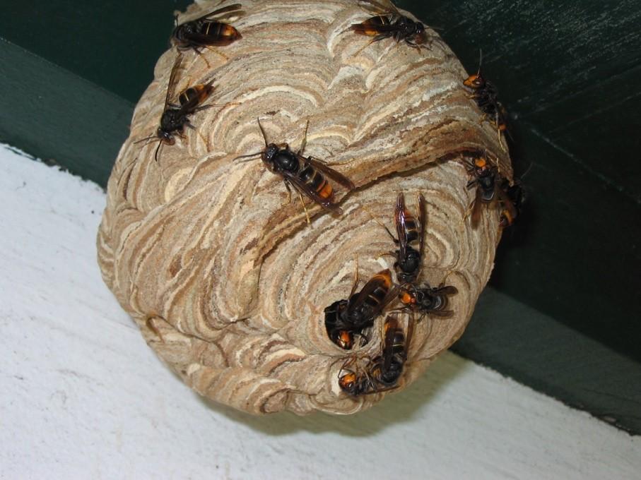 Nest Asiatische Hornisse