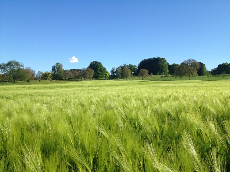 La campagne de Tournay