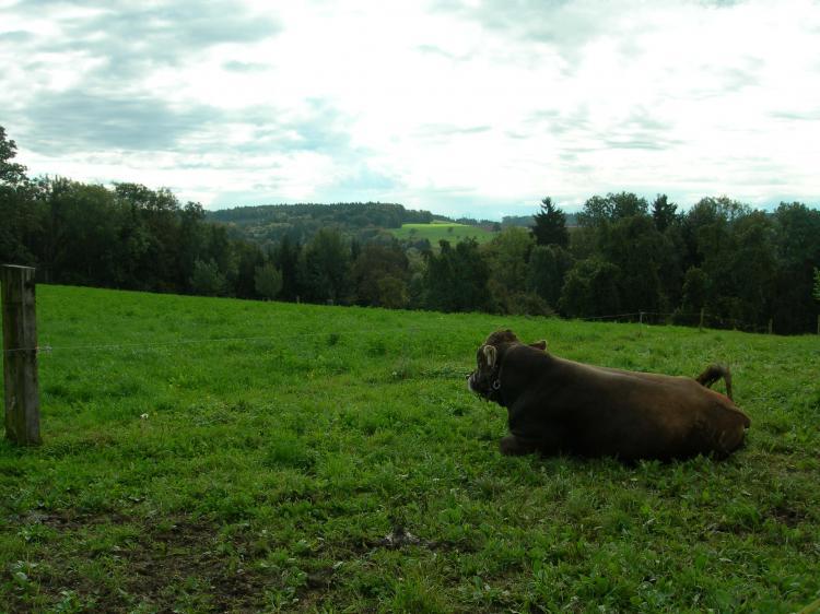 Kuhweide2