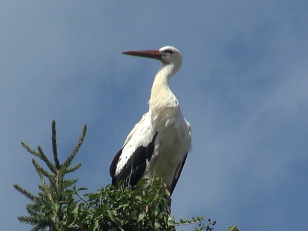 Storch auf Baumwipfel