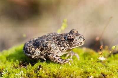 Gemeinde Pratteln Natur Tier Biodiversitä Geburtshelferkröte