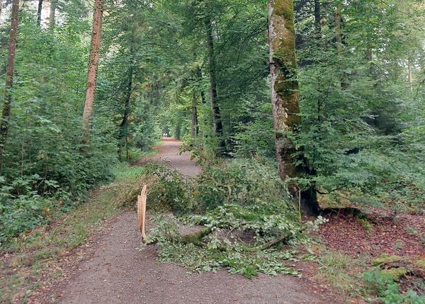 Abgebrochener Ast im Wald
